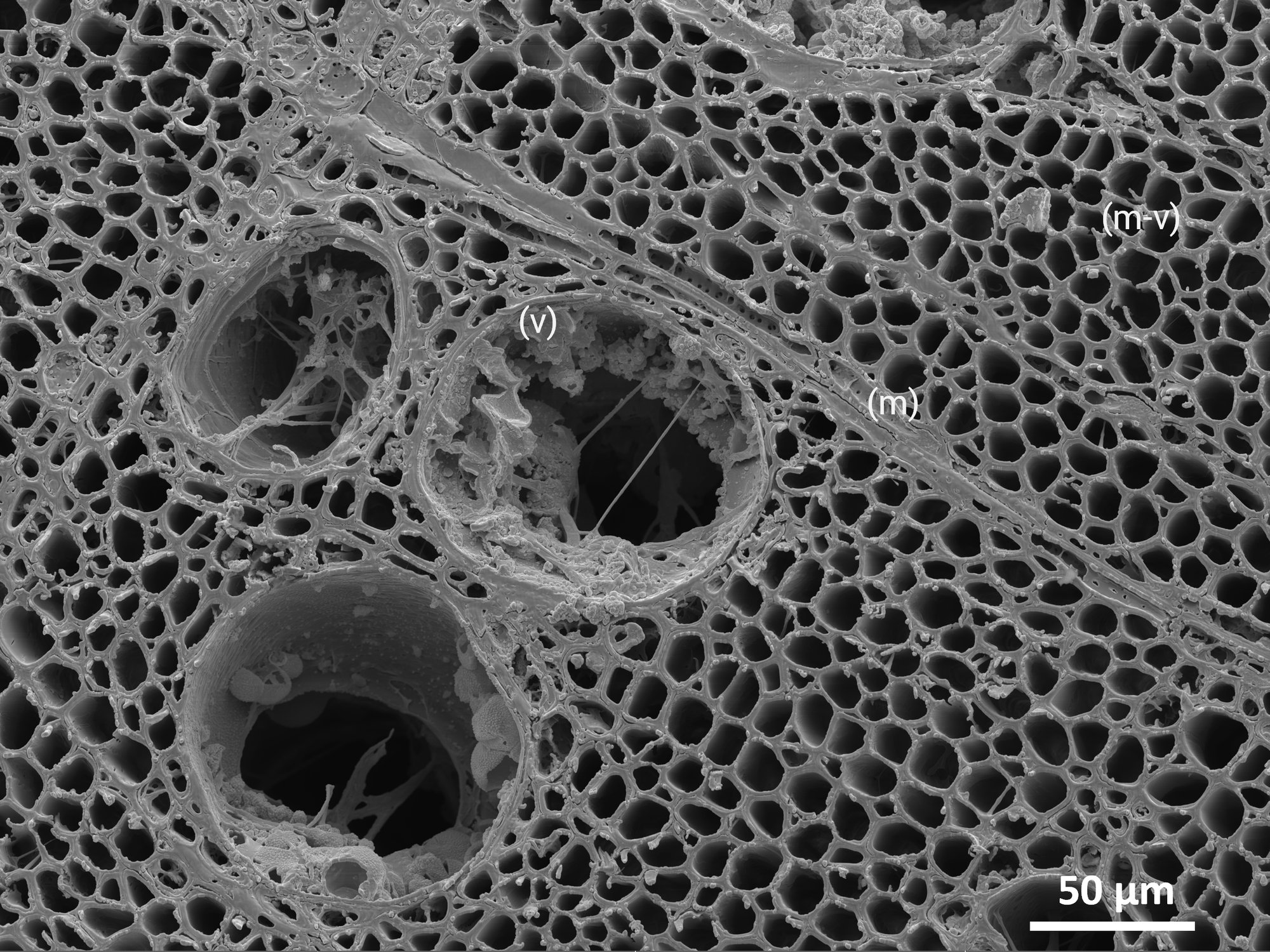 Visualize Internal Plant Vessel Architecture Without introducing Structural changes