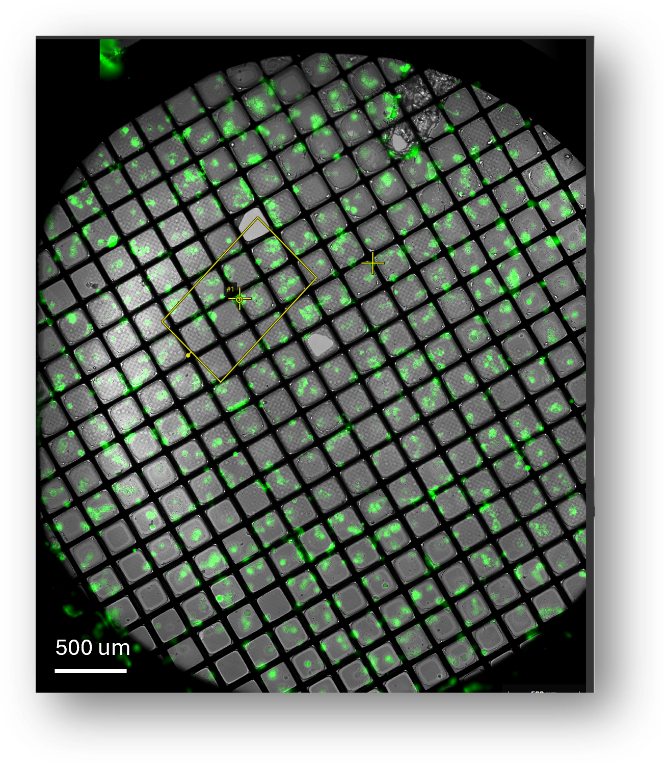 1_An overview of correlated