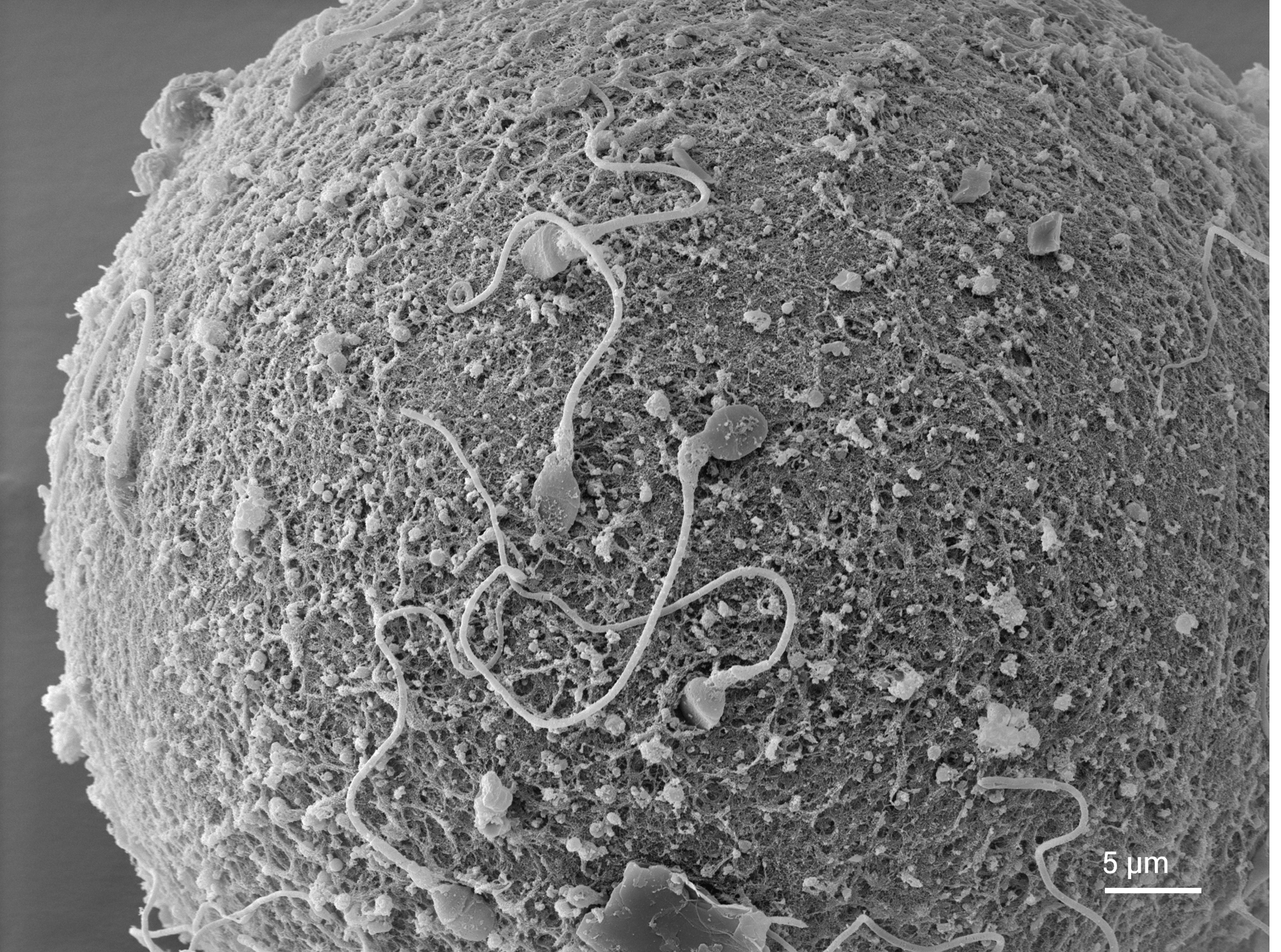 Examine Sperm-Oocyte Contact with Structural Clarity