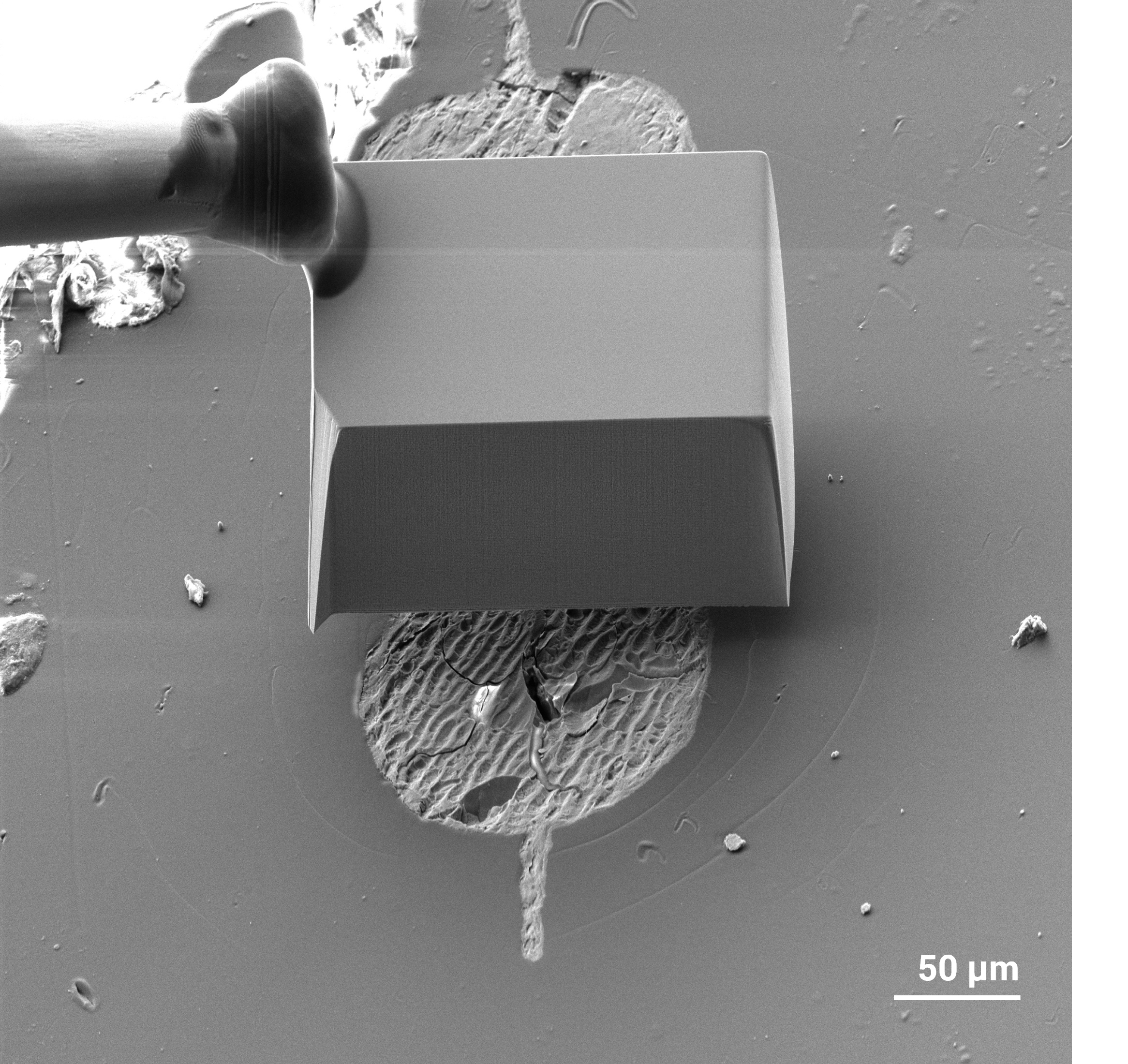 Stabilize and Protect Embryo Surfaces for the FIB milling