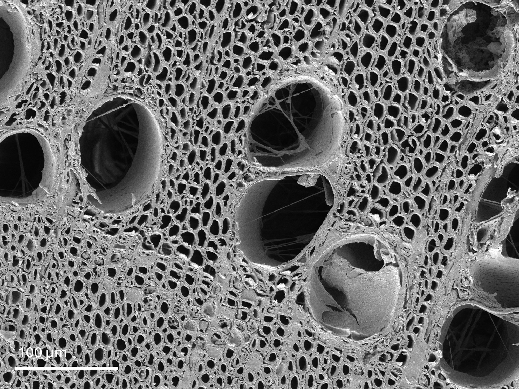 Detect Fungal Growth Within Xylem Vessels at High-Resolution