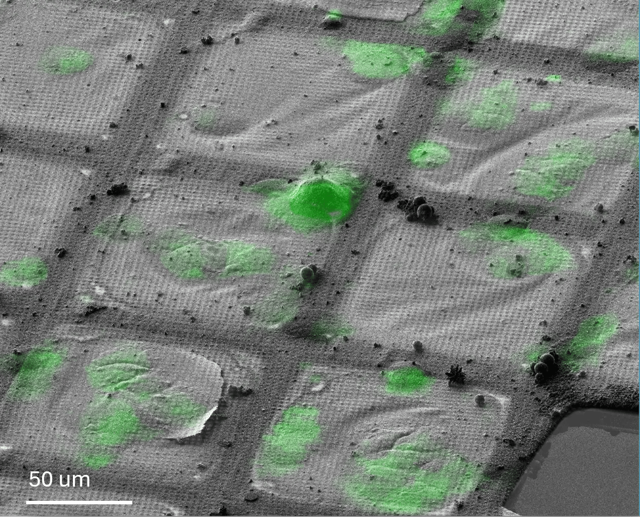 2_A correlation of  SEM (1)