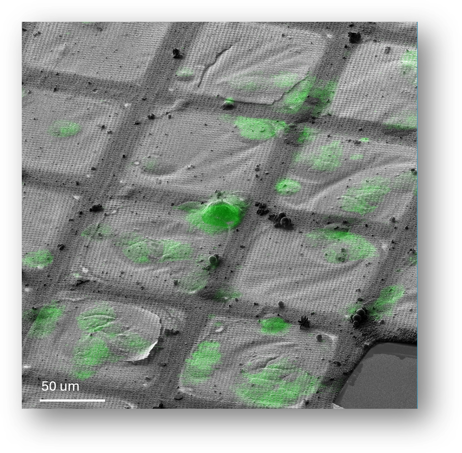 2_A correlation of  SEM