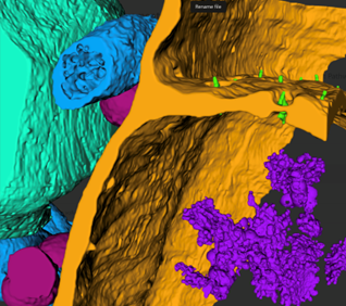 Segment and Analyze Phloem Structures in 3D with Tescan Volume Analysis Software