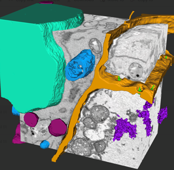 Visualize your data with Tescan Volume Analysis Software