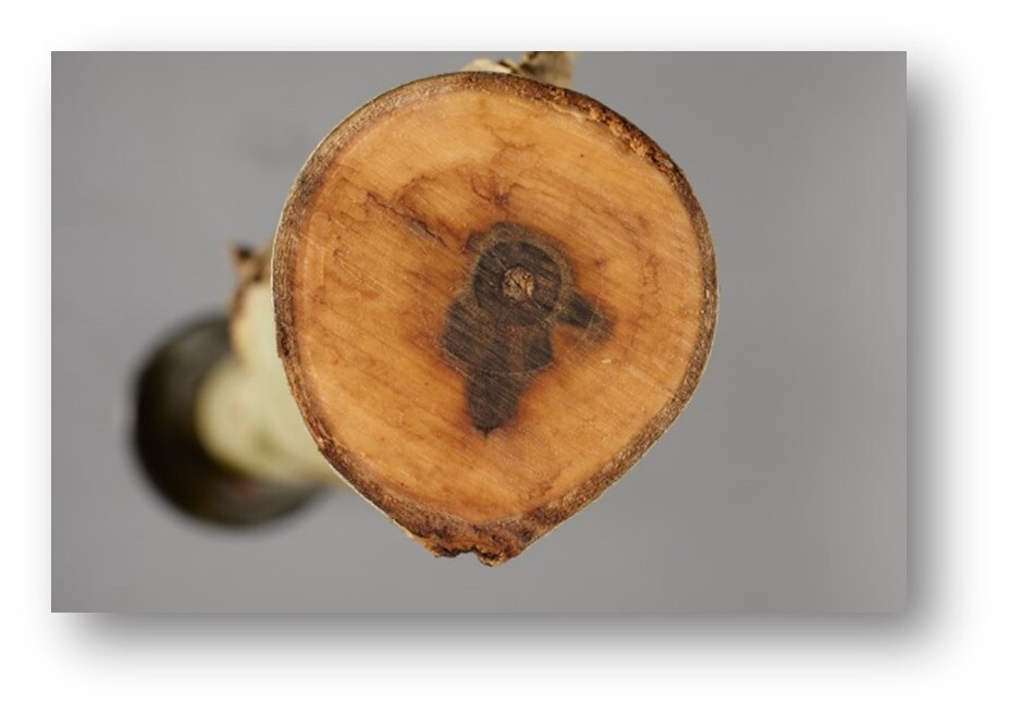 Detect Early Vascular Alterations in Infected Tissue