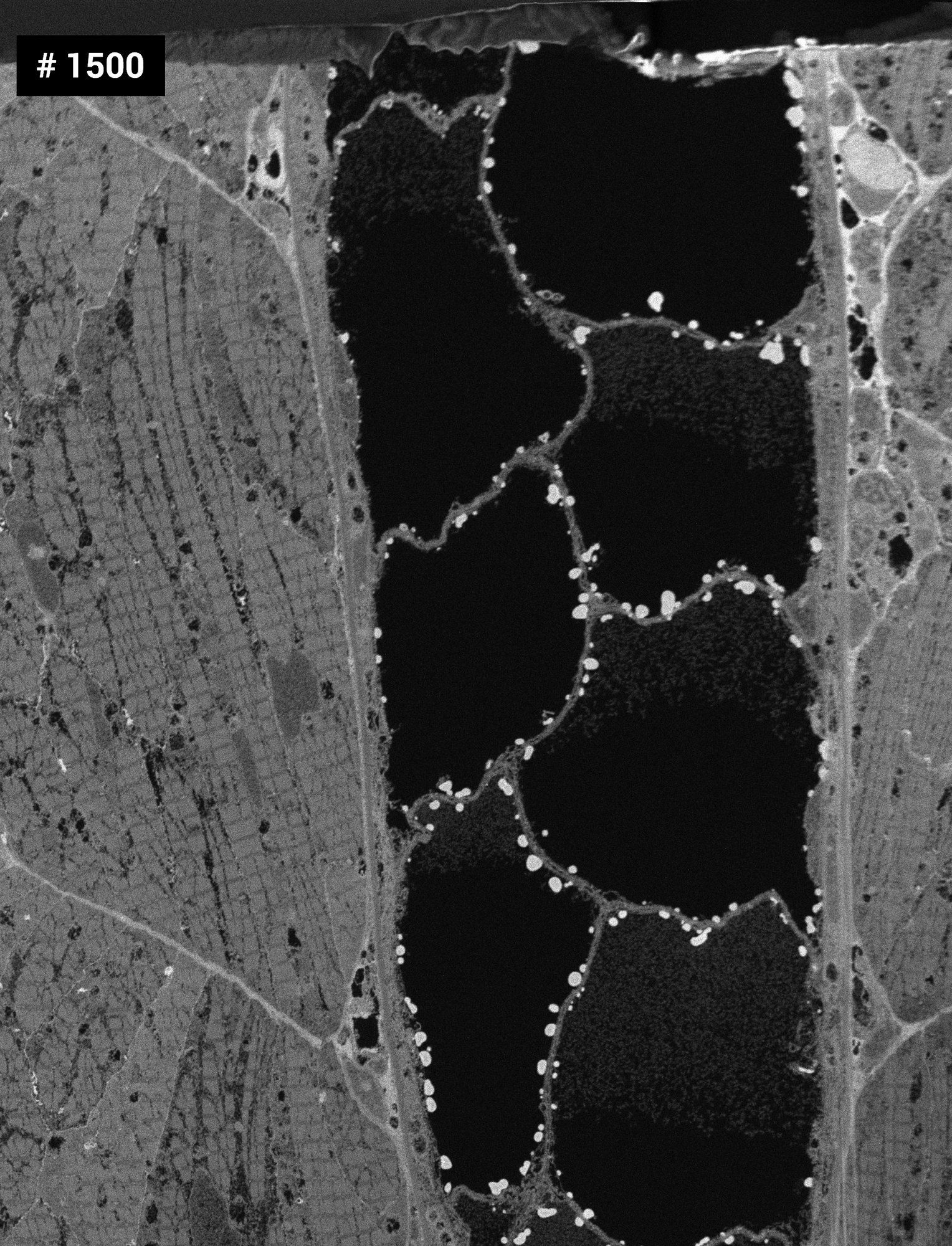 Ensure Consistent Imaging Across Long Acquisitions